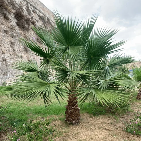 Washingtonia